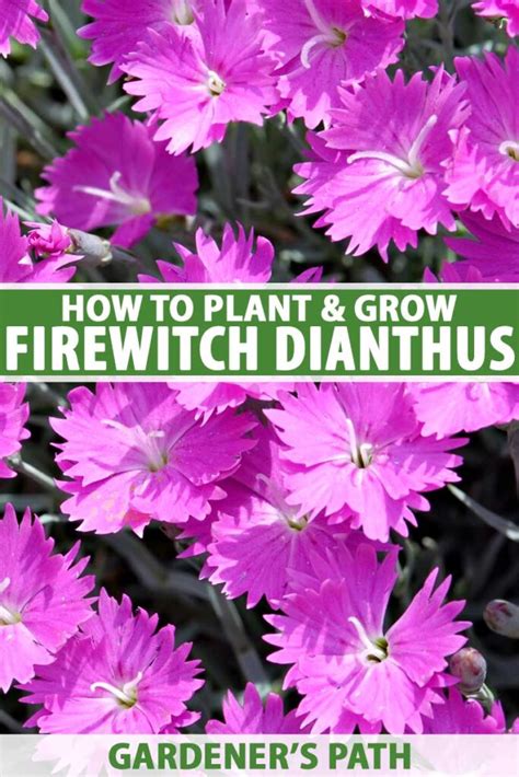 Fire witch dianthus